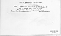 Gymnoconia interstitialis image